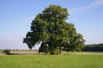 Eiche im Frühling Naturdenkmal Schwebheim