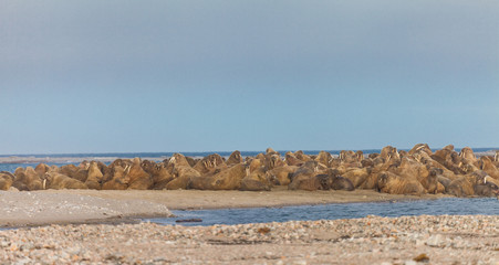 sealion in Arctic