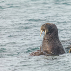 Fototapeta premium sealion in Arctic
