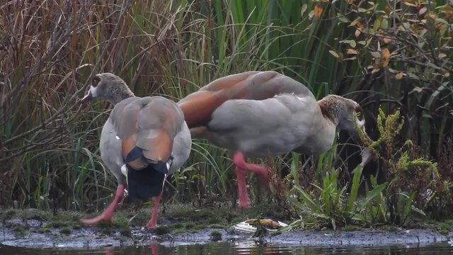 Nilgans frisst Fisch