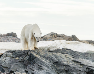 Plakat polar bear in arctic
