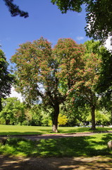 Baum im Park