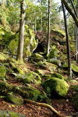 moosbewachsene Felsen im Wald
