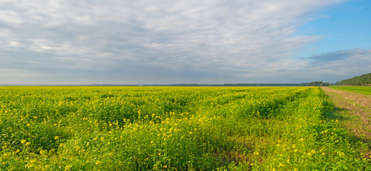 Rapeseed on a sunny field in autumn