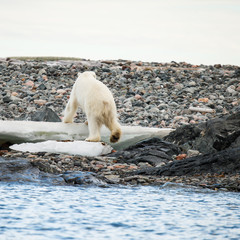polar bear in arctic