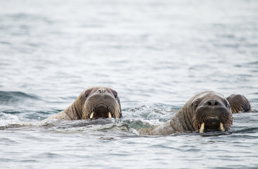 sealion in Arctic