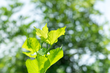 Close up mulberry leaf with blur garden background