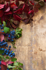 blackthorn branch with blue berries and red leaves of wild grape