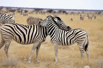 Fototapeta na wymiar Damara zebra, Equus burchelli Mutual hair care, Etosha, Namibia