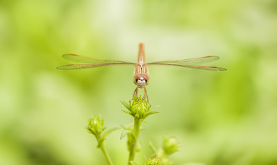 Dragonfly wings on branches