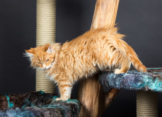 maine coon katze
