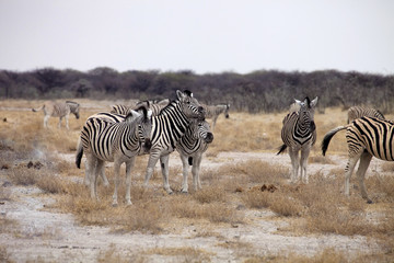 Naklejka na ściany i meble Damara zebra, Equus burchelli herd in steppe, Etosha, Namibia