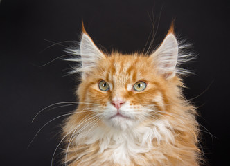 maine coon katze
