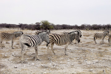 Naklejka na ściany i meble Damara zebra, Equus burchelli herd in steppe, Etosha, Namibia