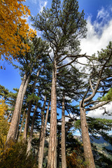 Mountain forest on top of a mountain in Crimea.