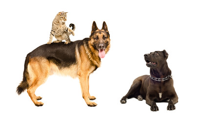 Dogs and a funny cat together isolated on a white background
