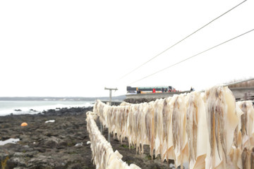 Squid drying on clothesline