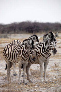 Damara zebra, Equus burchelli  herd in steppe, Etosha, Namibia