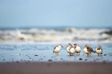 Selbstklebende Fototapeten Strandläufer © FotoCrusher