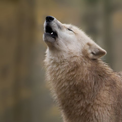Fototapeta premium Heulender Polarwolf im Nebel