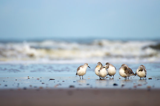 Fototapeta Strandläufer