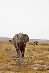 Obraz premium The old African elephant Loxodonta africana bush in the Etosha National Park, Namibia