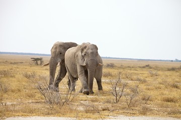 The reclusive old African elephants Loxodonta africana bush in the Etosha National Park, Namibia