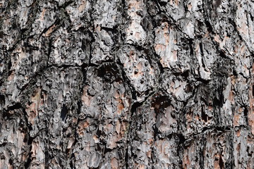 表皮のテクスチャ／背景用素材として使用できる写真です。樹齢が長く大きな松の木の表皮を撮影した写真です。