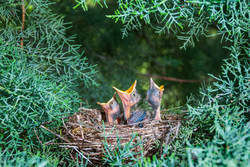 Bird's nest with chicks in a tree