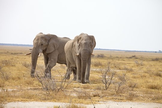 The reclusive old African elephants Loxodonta africana bush in the Etosha National Park, Namibia