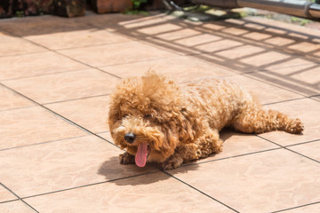 Dog sun bathing as therapy to relieve itchy skin