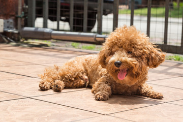 Dog sun bathing as therapy to relieve itchy skin