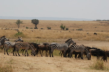 Fototapeta na wymiar Zebra at Masai Mara, Kenya, Africa