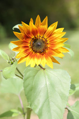 One organic sunflower, selective focus