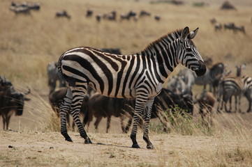 Plains zebra (Equus quagga) at Masai Mara