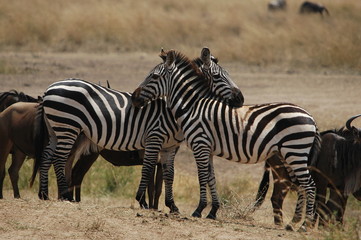 Naklejka na ściany i meble Plains zebra (Equus quagga) at Masai Mara