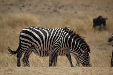 Fototapeta na wymiar Plains zebra (Equus quagga) at Masai Mara