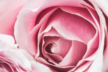 Crédence de cuisine en verre imprimé Roses Fleur rose rose avec une faible profondeur de champ et focaliser le centre de la fleur rose