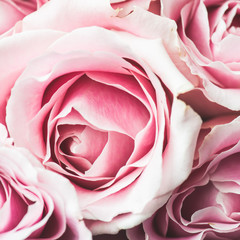 Rosa Rosenblüte mit geringer Schärfentiefe und Fokus auf die Mitte der Rosenblüte