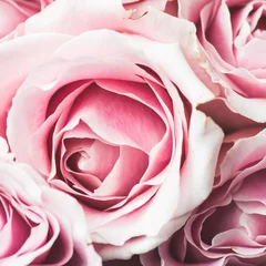 Fototapete Rosen Rosa Rosenblüte mit geringer Schärfentiefe und Fokus auf die Mitte der Rosenblüte