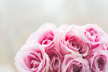 Bright pink roses background