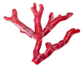 Fototapeta premium Koralle