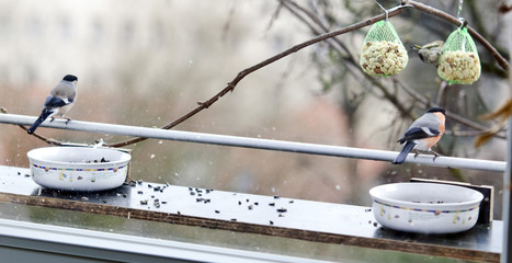 Vogelfutterstation mit Gimpel