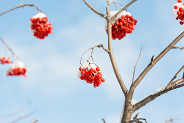 Frozen rowanberry under the snow
