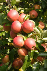  	Apple Trees with fruits, Germany 