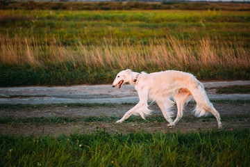 White Russian Dog, Borzoi, Hunting dog in Summer Sunset Sunrise