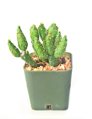 Cactus Isolated On White Background
