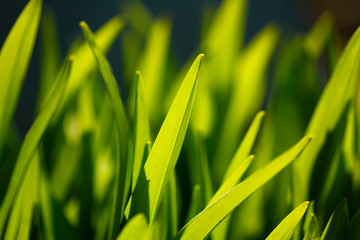 Green Sprout Growing From Seed