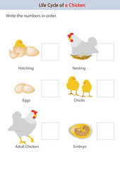 This picture shows the life cycle of a chicken from an egg to a chicken.