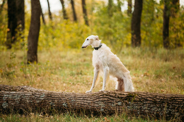 Dog Russian Borzoi Wolfhound Outdoors, Autumn Season